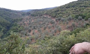 kumyaka-satilik-zeytinlikler